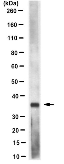 MilliporeSigma RagA/B, Mouse, Unlabeled, Clone: 1H7.1, 100&mu;L; Unlabeled:Antibodies,